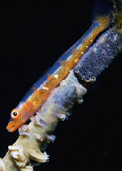 Whip Goby guarding eggs. Full Frame by Debi Henshaw 